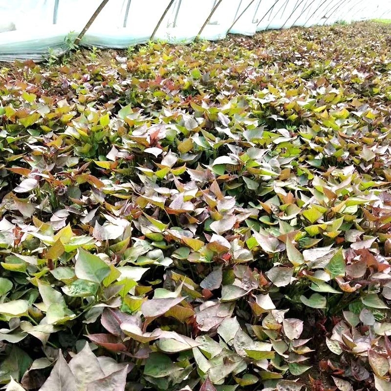 地瓜苗的栽種方法您能了解嗎？