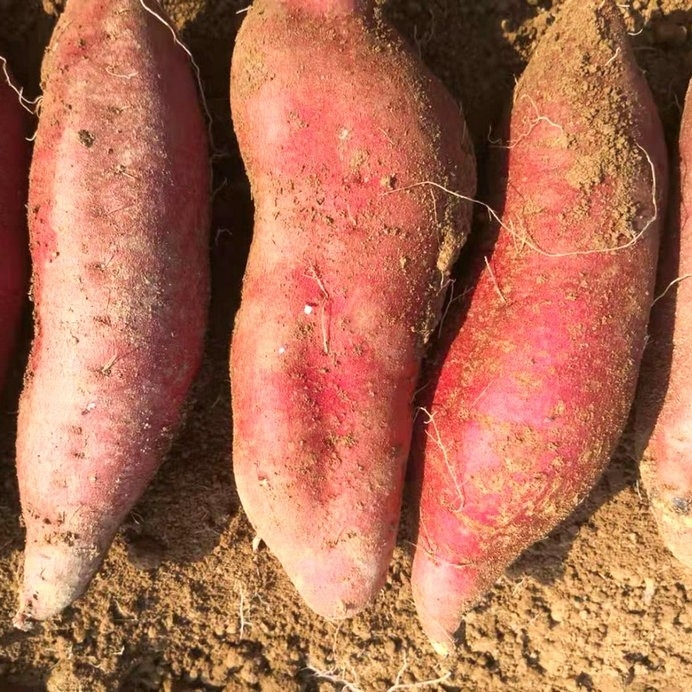 如何挑選種薯？